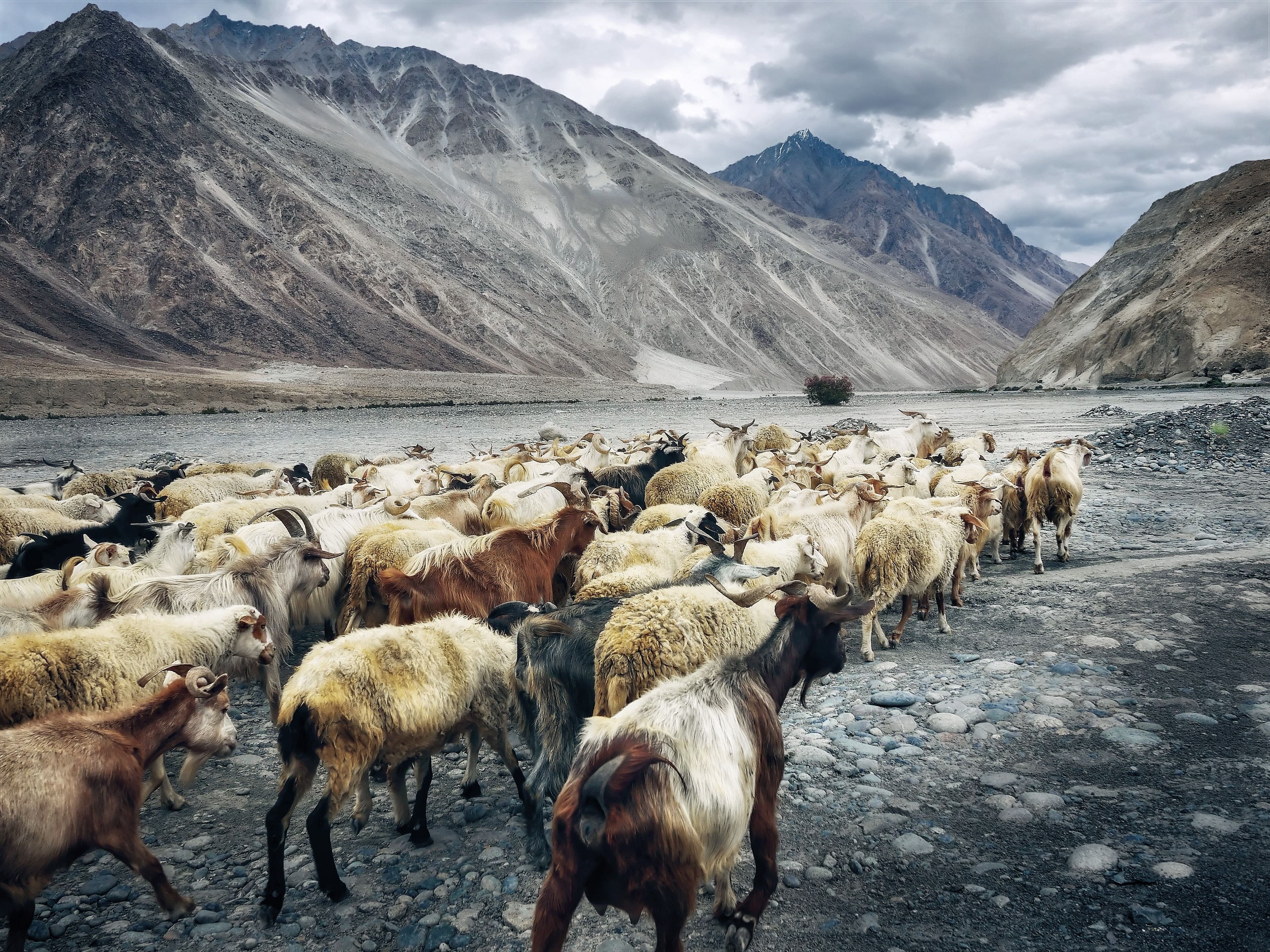 The Himalayas