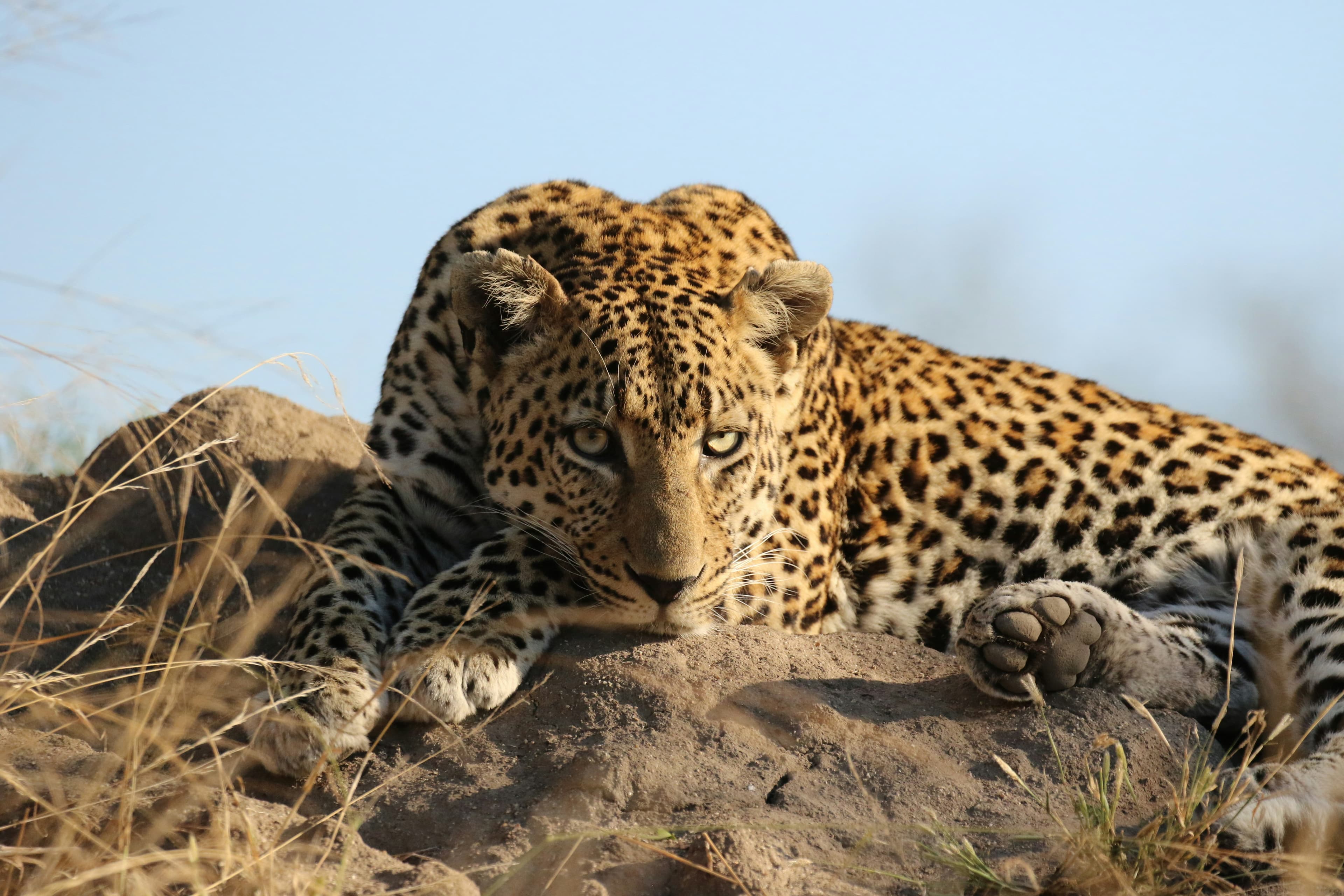 WILDLIFE INDIA — Into the Wild